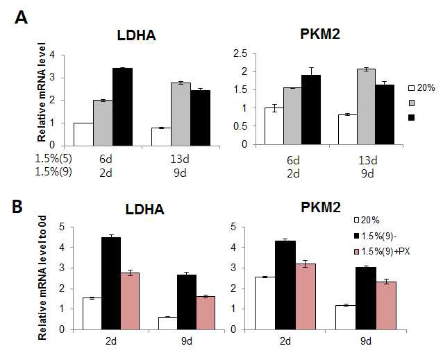 해당과정 관련 유전자 발현변화 조사 (A) 배양조건에 따른 LDHA, PKM2 mRNA 발현을 정량화함. (B) 그림 10A와 같이 PX-478 처리한 PBMC 세포에서 LDHA, PKM2의 발현 확인함. 그래프의 x축은 저산소 노출시간을 명시함