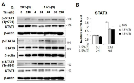 STAT 단백질 발현 확인 (A) 배양조건에 따른 STAT1, 3, 5 인산화 단백질과 전체 단백질의 발현을 웨스턴 블랏을 통해 확인함. (B) qPCR을 통해 STAT3 mRNA 발현 확인함