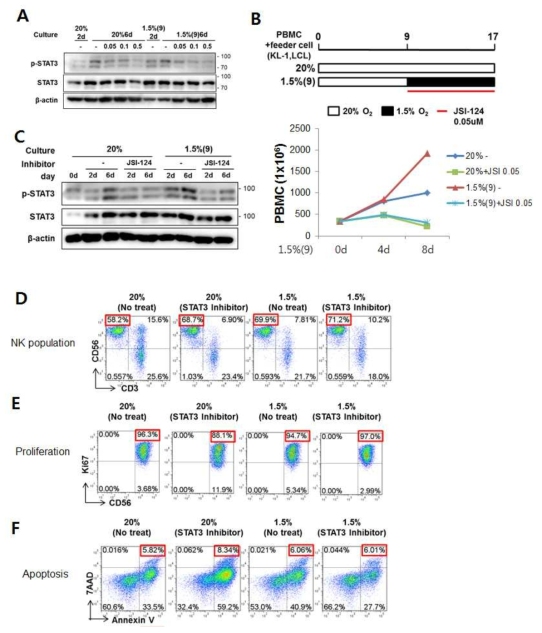 STAT3 억제제에 의한 NK cell의 변화 (A) JSI-124를 농도별로 처리하여 인산화된 STAT3 단백질 발현 확인함. (B) JSI-124 처리 실험 모식도(위)와 세포 수 그래프(아래) (C) STAT3의 인산화된 단백질과 전체 단백질을 웨스턴블랏을 통해 확인함. (D) FACS 분석을 통해 CD3-CD56+ NK 세포의 비율 확인함. 각 배양조건에서의 NK세포의 proliferation (E)과 세포사멸 (F)을 확인함