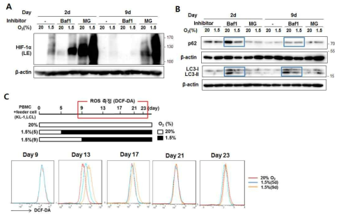 HIF-1a의 안정화와 autophagy, ROS (A, B) 정상산소에서 9일간 배양한 PBMC 세포를 1.5% 저산소로 옮긴 뒤 2일, 9일째 되는 날 억제제 6시간처리 후 단백질 샘플 하베스트함. 웨스턴 블랏을 통해 HIF-1a, p62, LC3 단백질의 발현 확인함. (C) 배양조건에 따른 ROS 생성을 DCF-DA를 통해 측정함