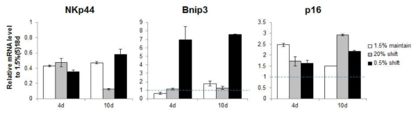 저산소 배양조건의 세포를 다양한 산소조건에 노출시킨 후의 NKp44, Bnip3, p16 mRNA의 발현 변화. 정상산소에서 5일 배양 후, 1.5% 저산소 조건에서 배양하여 18일 째 되는 PBMC 세포를 20%와 0.5% 산소조건으로 옮겨 4일, 10일 배양함. 각 그래프는 1.5%(5) 배양조건으로 18일간 배양한 세포의 유전자 발현에 대한 상대값으로 나타냄