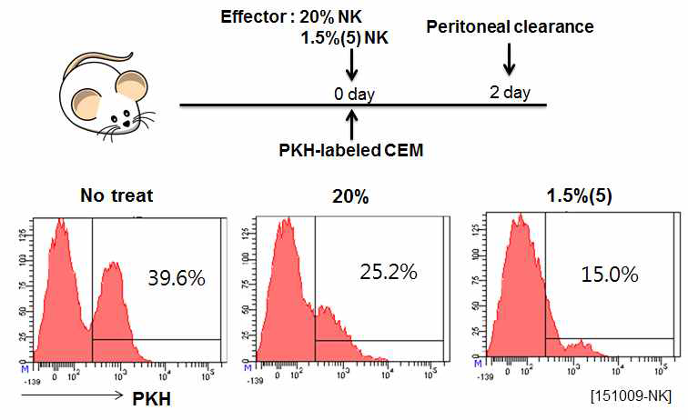in vivo 살상능 조사 in vivo 살상능 확인실험의 모식도 (위). 쥐의 복강 내에 남아있는 타겟암세포를 PKH 측정을 통해 확인함 (아래)