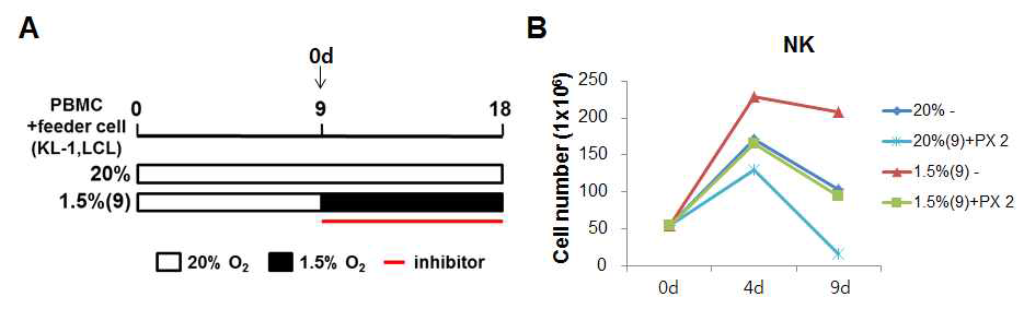 HIF-1a 억제제에 의한 NK cell의 성장 변화 (A) HIF-1a 억제제인 PX-478 처리에 대한 모식도. 정상산소에서 9일간 배양 후, 1.5% 저산소 조건으로 옮김과 동시에 PX-478 2ug/ml을 처리함. (B) 각 조건에서 세포 수를 세고 NK cell의 population 구하여 NK 세포의 성장그래프 그림