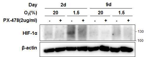 HIF-1a 억제제에 의한 HIF-1a 단백질 변화 그림 1A와 같이 PX-478을 처리한 뒤 2일, 9일째 되는 날 단백질 샘플을 얻어 HIF-1a 단백질에 대한 웨스턴 블랏을 수행함