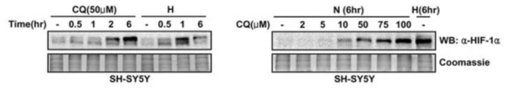 Clioquinol 처리에 의한 HIF-1a 단백질 변화 (Choi et al. 2006) SH-SY5Y 세포에 Clioquinol (CQ) 50uM을 처리하여 시간대별로 단백질 샘플을 얻어 HIF-1a에 대한 웨스턴 블랏을 수행함 (왼쪽). CQ의 농도를 달리 하여 6시간 처리한 뒤, 단백질 샘플을 얻고 HIF-1a에 대한 웨스턴 블랏을 수행함 (오른쪽)