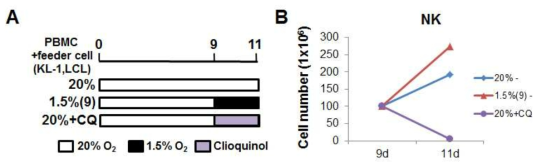 Clioquinol에 의한 NK cell의 성장 변화 (A) Clioquinol (CQ) 처리에 대한 모식도. 정상산소에서 9일간 배양 후, 세포의 일부는 1.5% 저산소 조건으로 옮겨 배양하고 다른 일부는 CQ 50uM을 처리하여 정상산소 조건에서 배양함. (B) 각 조건에서의 총 배양기간 9-11일 동안의 세포 수를 세고 NK cell의 population 구하여 NK 세포의 성장그래프 그림