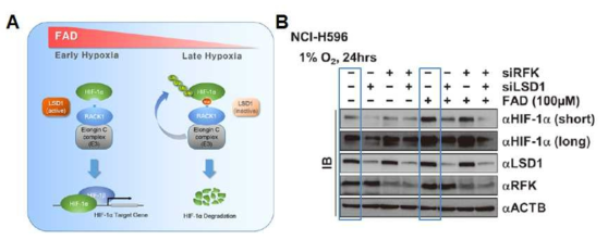 FAD 처리에 의한 HIF-1a 단백질 변화 (Yang et al. 2017) (A) FAD 의존적인 LSD1에 의한 HIF-1a 단백질 안정화 기전 모식도. (B) NCI-H596 세포를 1% 저산소와 동시에 FAD 100uM을 24시간 처리하여 단백질 샘플을 얻은 뒤, 웨스턴 블랏을 수행함 (파란색 박스)