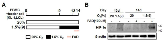 FAD에 의한 HIF-1a 단백질 변화 (A) FAD 처리에 대한 모식도. 정상산소 에서 9일간 배양 후, 1.5% 저산소 조건으로 옮겨 배양함. 총 배양기간 13일째 되는 날, 각 산소조건에서 배양한 세포의 일부에 FAD 100uM을 24시간 처리함. (B) 그림 7A와 같이 FAD를 처리한 세포에서 단백질 샘플을 얻어 HIF-1a 단백질에 대한 웨스턴 블랏을 수행함