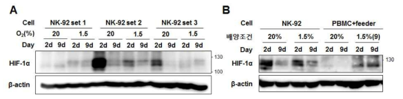 배양조건에 따른 NK-92 cell에서의 HIF-1a 단백질 발현 비교 (A) 정상산소와 저산소 조건에서 배양한 3 set의 NK-92 cell의 단백질을 얻어 HIF-1a에 대한 웨스턴 블랏을 수행함. (B) NK-92 cell과 PBMC cell (NK cell의 비율 80% 이상)의 단백질을 얻어 HIF-1a에 대한 웨스턴 블랏을 수행함