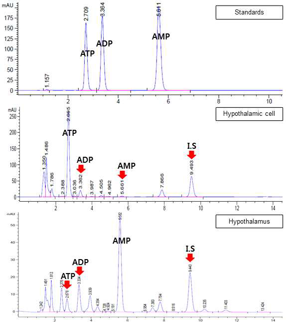 시상하부 신경세포 및 조직에서 UPLC-UV를 이용한 ATP, ADP, AMP의 피크