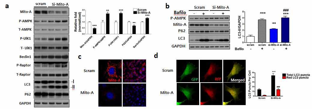 Mito-A 유전자 발현 억제에 의한 AMPK 및 자가포식작용의 조절