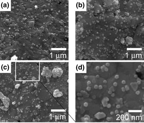 Bi0.5Sb1.5Te3의 분말에 나노입자를 분산시킨 SEM 사진 (a) 0.2 wt.% Ag, (b) 0.2 wt.% Cu, (c, d) 스파크 플라즈마 소결 후 Ag와 Cu의 분산된 모양