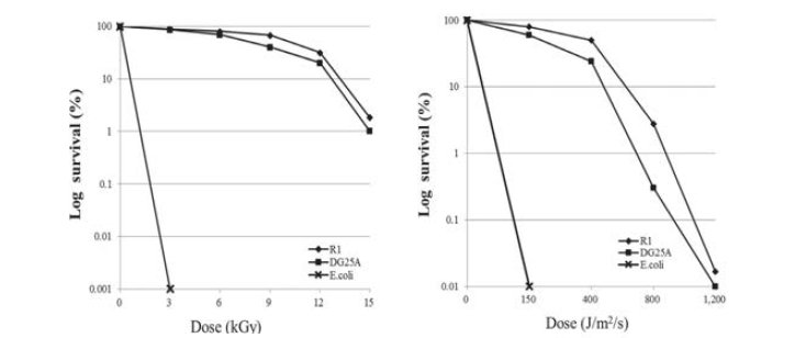 DG25A 균주의 방사선 내성(왼쪽)과 UV 내성(오른쪽) 그래프. DG25A