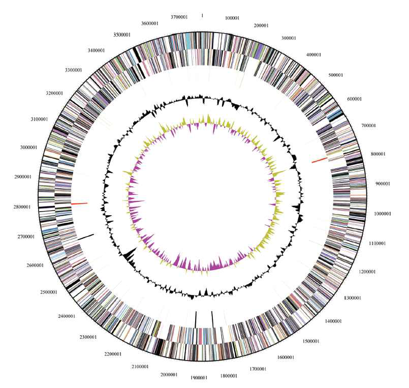 Graphical circular map of the Hymenobacter sp. DG25A genome. From the outside to the center: colors based on COG categories, RNAs on the forward strand, genes on the forward strand, genes on the reverse strand; colors based on COG categories, RNAs on the reverse strand, GC content, and GC skew
