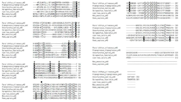 넙치 IL-12 p40 subunit과 다른 종간의 아미노산 염기서열 MSA 분석