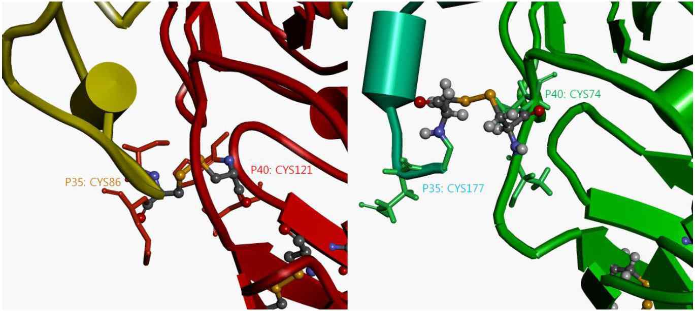 넙치와 인간의 IL-12 p35와 IL-12 p40 disulfide bond 비교