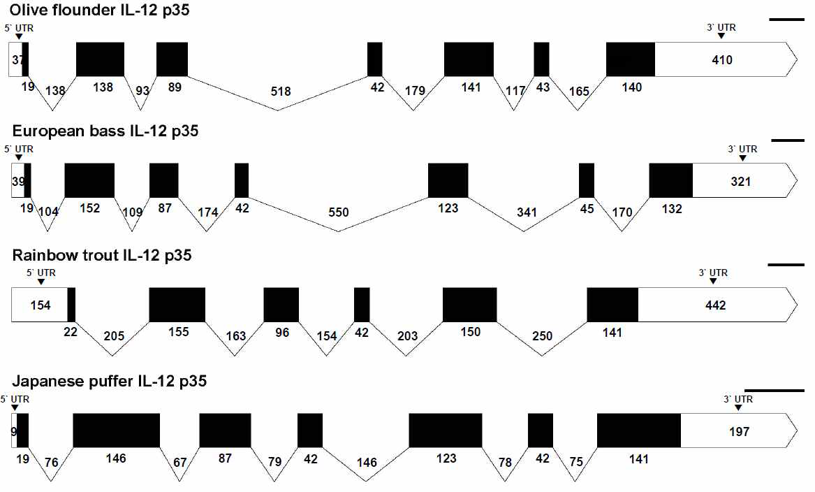 넙치, 유럽농어, 무지개송어, 일본복어의 IL-12 p35 유전자구조