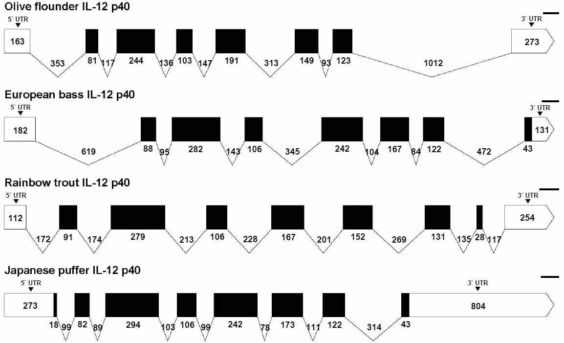 넙치, 유럽농어, 무지개송어, 일본복어의 IL-12 p40 유전자구조