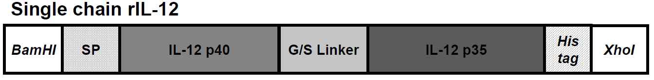 일체형 rIL-12 cDNA 구조