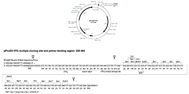 rIL-12 발현벡터: pProEX-HTb vector map