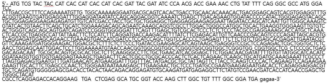 일체형 rIL-12의 cDNA sequence