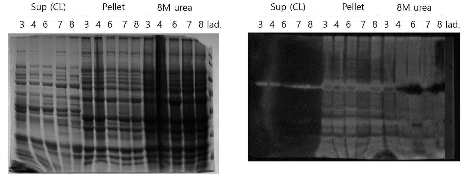 rIL-12 coomassie blue stain 및 western blot 결과