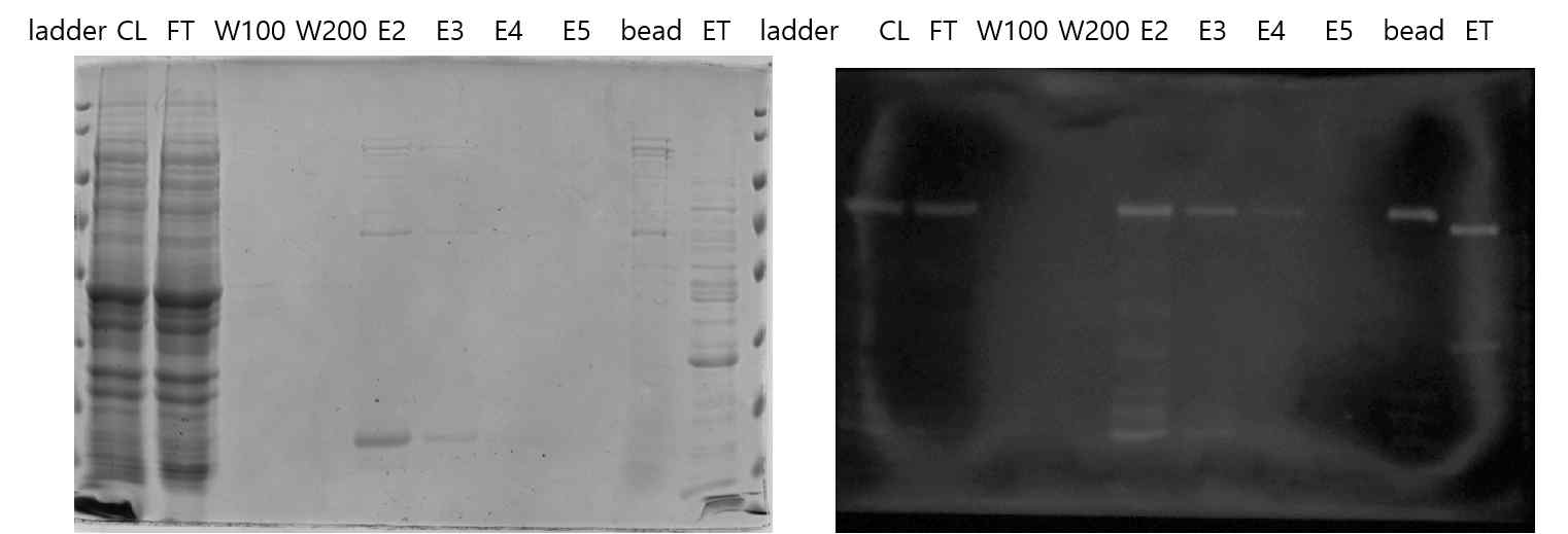 rIL-12 Ni-NTA 정제 후 coomassie blue stain 및 western blot 결과