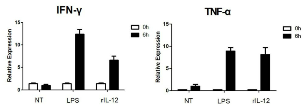 LPS와 rIL-12의 IFN-γ, TNF-α 유도능