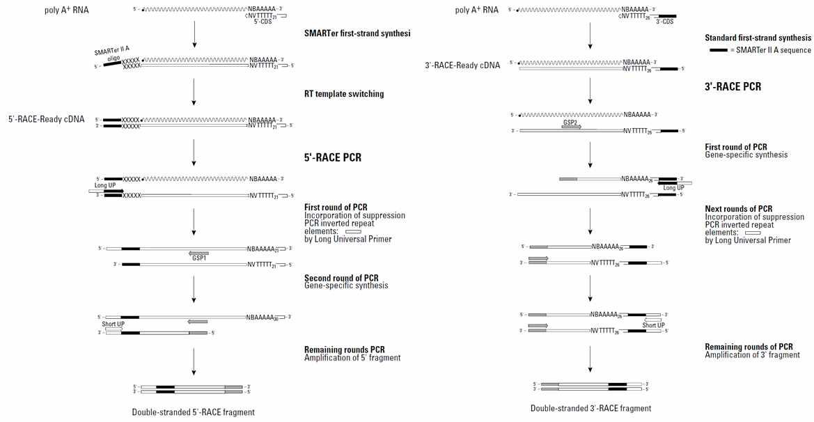 RACE PCR 개요, 좌: 5` RACE, 우: 3` RACE