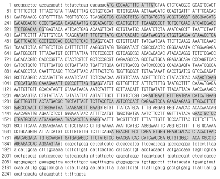 IL-12 p35 subunit gDNA sequence