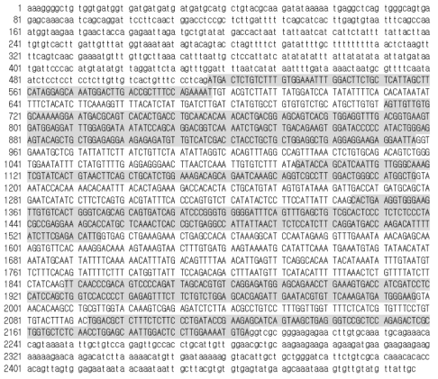 IL-12 p40 subunit gDNA sequence