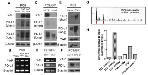 (좌). YAP의 전사단계에서 PD-L1조절에 관한 연구 A-F. Western blot G. Chip sequencing