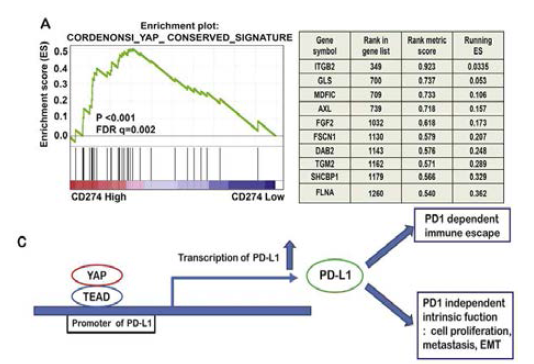(우). Yap과 PD-L1의 양의 상관관계 연구 A. GSEA 분석