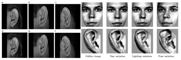 3차원 스캐너를 이용하여 얼굴과 귀를 스캔하고 형태 분류