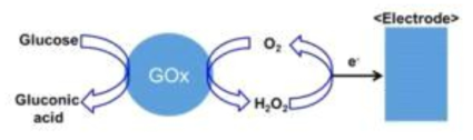 Glucose oxidase와 H2O2 산화를 통한 Glucose 농도 측정의 원리