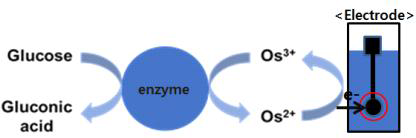 enzyme과 Os polymer를 사용하는 Glucose 농도 측정의 원리