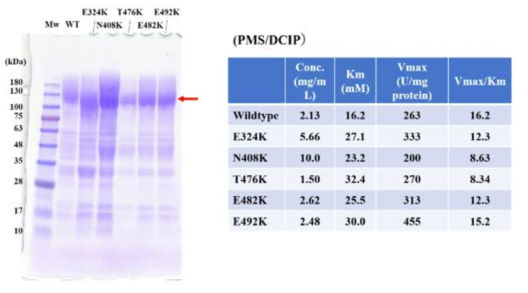 fused된 효소의 다양한 mutation에 대한 SDS-PAGE 분석 및 활동도 분석