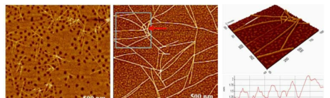 Silk-based gel 47K AFM 이미지 (좌측: 상호결합이 없는 상태, 중앙: 상호결합이 있는 상태, 우측: 3차원적 이미지)