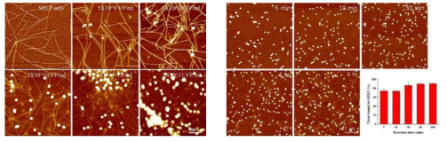 아데노바이러스와 Silk-based gel의 interaction 확인 (좌측: 바이러스 농도 의존적 분석, 우측: 시간 의존적 분석)