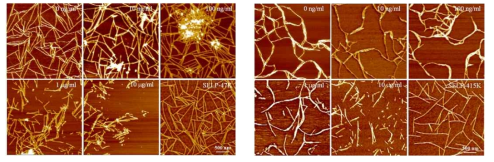 Silk-based gel의 elastase 처리에 따른 생분해성 평가 (좌측: 47K, 우측: 415K)