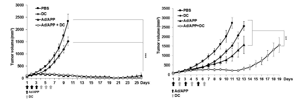 Ad/APP 나노 복합체와 DC의 병용투여에 의한 항종양효과 (좌측: 1×1010 VP, 우측: 2×108 VP)