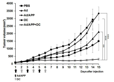 Ad/APP 나노 복합체(전신투여)와 DC의 병용투여에 의한 항종양효과