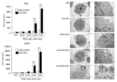 Ad/PMNC 나노 자성 복합체의 증가된 세포 내 유입 효율 확인 (좌: FACS, 우:TEM image)