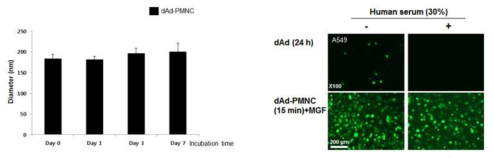 Ad/PMNC 나노 자성 복합체의 구조적 안정성 (좌) 및 serum 내 안정성 (우) 확인