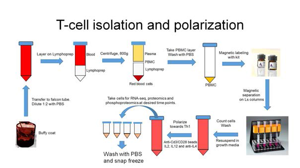 T-cell isolation and polarization workflow