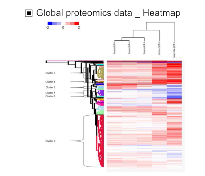 Global proteomics data_heatmap