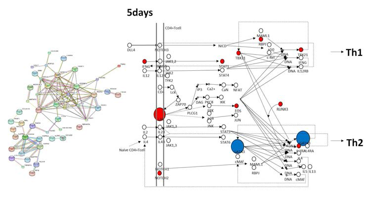 GATA3의 네트워크와 5days에 유의하게 변화하는 단백질의 네트워크 분석결과