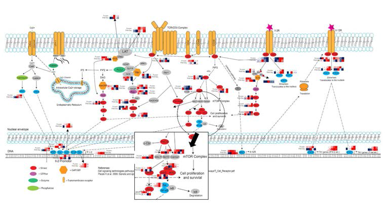 TCR-IL2, IL12 pathway
