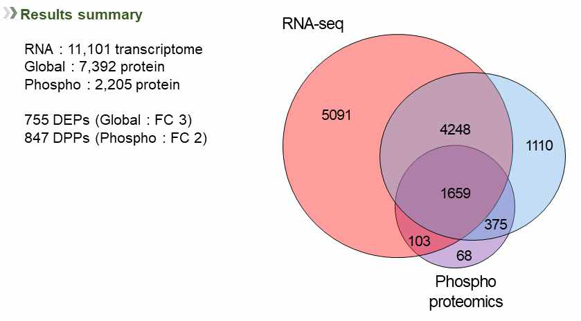 RNA-seq, Global, 인산화 단백체 실험 결과