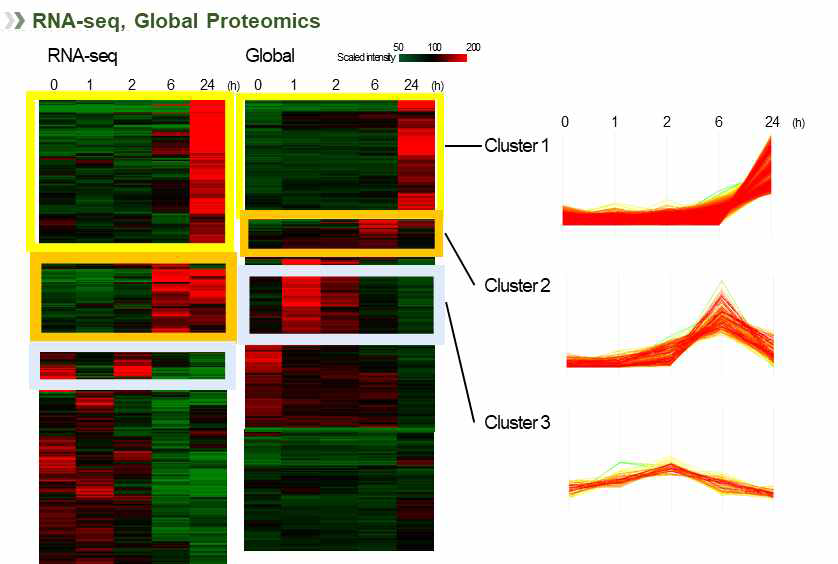 RNA-seq, global proteomics 의 컷오프 된 단백질의 clustering